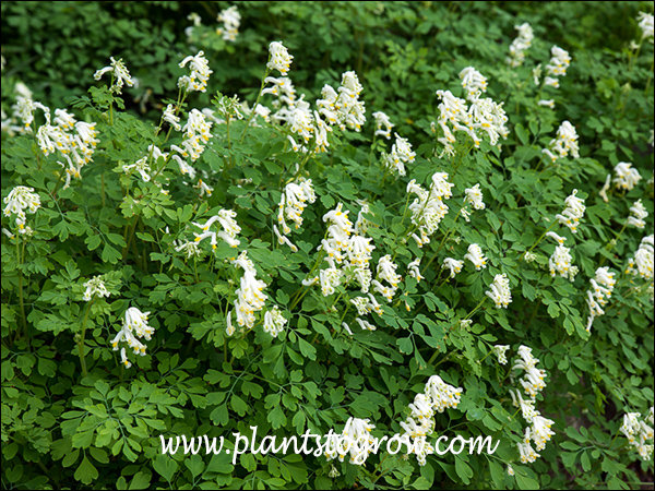 A nice full planting in a shade garden. (June 11)